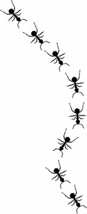 hormigas